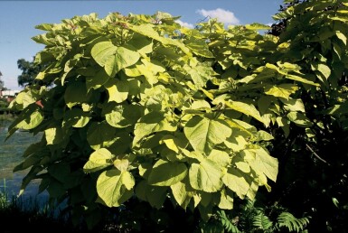 Golden Indian bean tree Catalpa bignonioides 'Aurea' busk 30-40 potte C2