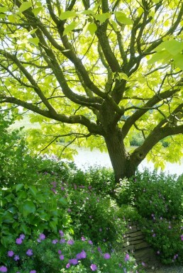 Golden Indian bean tree Catalpa bignonioides 'Aurea' busk 30-40 potte C2