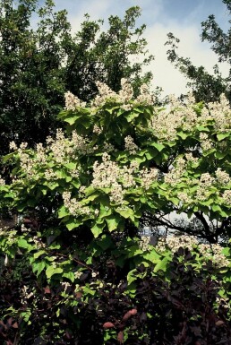 Golden Indian bean tree Catalpa bignonioides 'Aurea' busk 30-40 potte C2