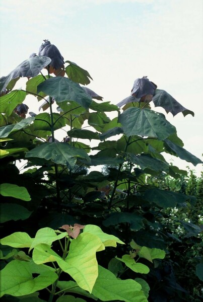 Catalpa × erubescens 'Purpurea' C5 20-30