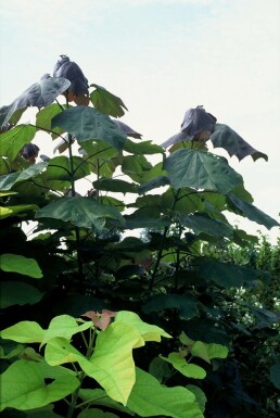 Hybrid-trompetkrone Catalpa × erubescens 'Purpurea' busk 20-30 potte C5