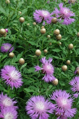 Haveknopurt Centaurea dealbata 5-10 potte P9 Centaurea dealbata