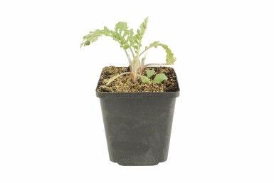 Haveknopurt Centaurea dealbata 5-10 potte P9