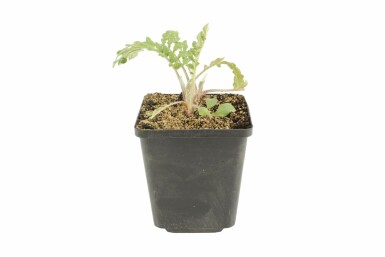 Haveknopurt Centaurea dealbata 5-10 potte P9 Centaurea dealbata