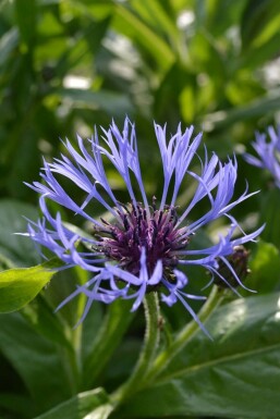 Bjergknopurt Centaurea montana 5-10 potte P9 Centaurea montana