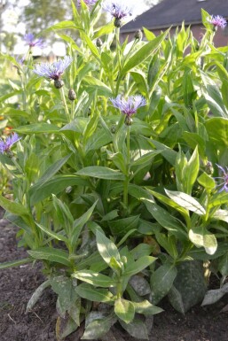 Bjergknopurt Centaurea montana 5-10 potte P9