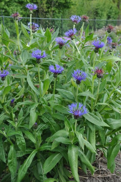 Bjergknopurt Centaurea montana 'Coerulea' 5-10 potte P9 Centaurea montana 'Coerulea'