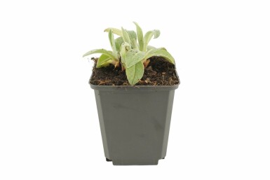 Bjergknopurt Centaurea montana 'Coerulea' 5-10 potte P9