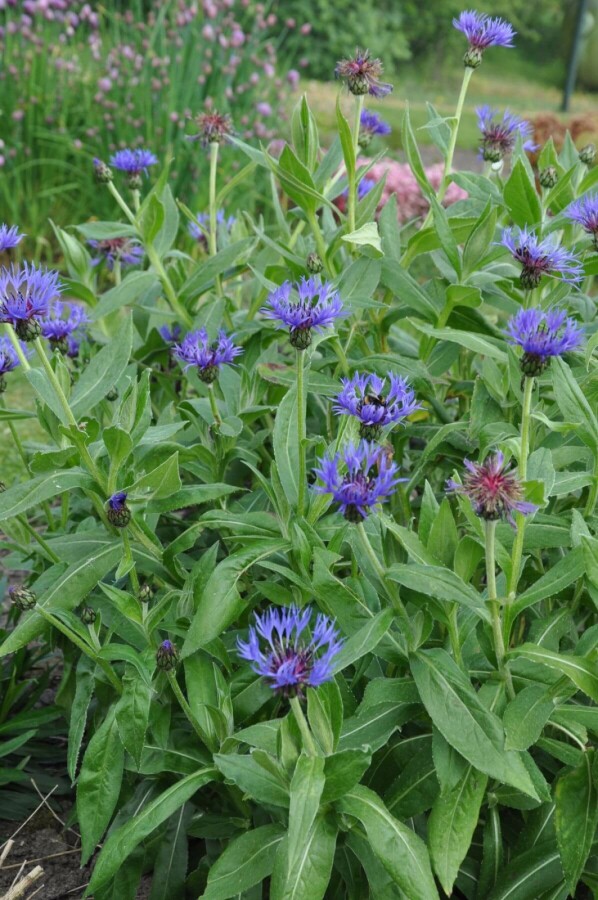 Bjergknopurt Centaurea montana 'Coerulea' 5-10 potte P9 Centaurea montana 'Coerulea'