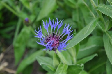 Bjergknopurt Centaurea montana 'Coerulea' 5-10 potte P9 Centaurea montana 'Coerulea'