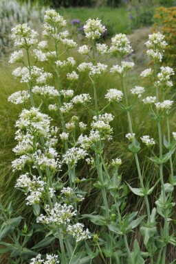Rød sporebaldrian Centranthus ruber 'Albus' 5-10 potte P9 Centranthus ruber 'Albus'