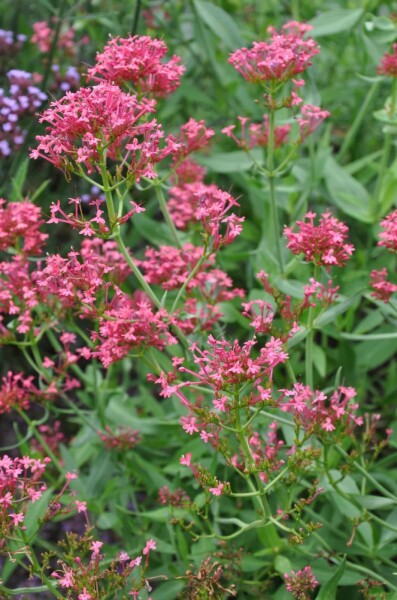 Rød sporebaldrian Centranthus ruber 'Coccineus' 5-10 potte P9 Centranthus ruber 'Coccineus'