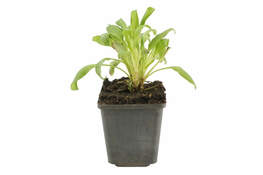 Rød sporebaldrian Centranthus ruber 'Coccineus' 5-10 potte P9 Centranthus ruber 'Coccineus'