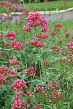 Rød sporebaldrian Centranthus ruber 'Coccineus' 5-10 potte P9 Centranthus ruber 'Coccineus'
