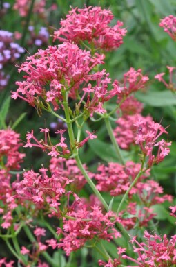Rød sporebaldrian Centranthus ruber 'Coccineus' 5-10 potte P9 Centranthus ruber 'Coccineus'