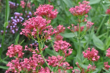 Rød sporebaldrian Centranthus ruber 'Coccineus' 5-10 potte P9 Centranthus ruber 'Coccineus'