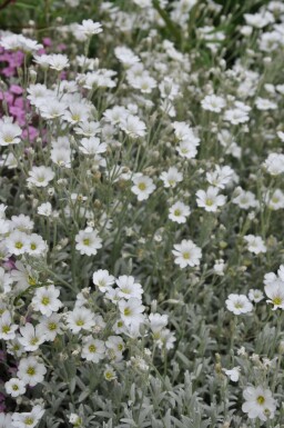 Gråbladet hønsetarm Cerastium tomentosum 5-10 potte P9 Cerastium tomentosum