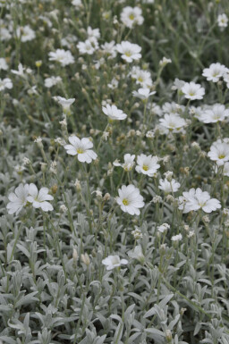 Gråbladet hønsetarm Cerastium tomentosum 5-10 potte P9