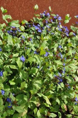 Blyrod Ceratostigma plumbaginoides 5-10 potte P9 Ceratostigma plumbaginoides