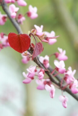 North American Redbud Cercis canadensis 'Forest Pansy' busk 40-60 potte C5