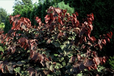North American Redbud Cercis canadensis 'Forest Pansy' busk 40-60 potte C5