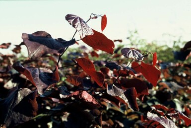 North American Redbud Cercis canadensis 'Forest Pansy' busk 40-60 potte C5