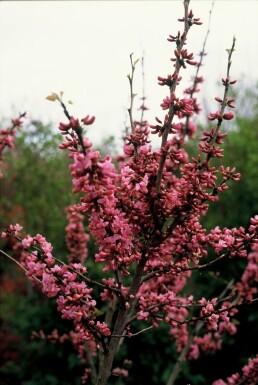 Chinese redbud Cercis chinensis 'Avondale' busk 20-30 potte C2