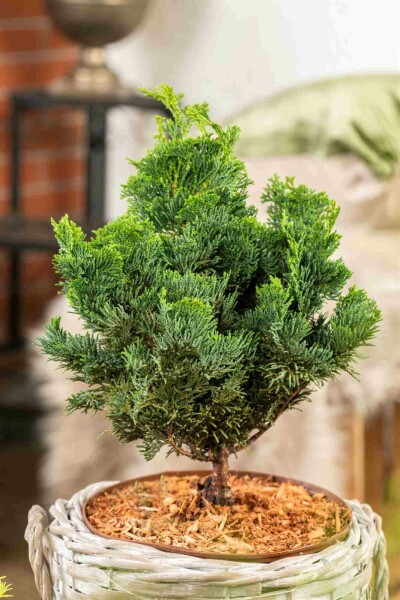 Solcypres Chamaecyparis obtusa 'Nana Gracilis' busk 15-20 potte C2 Chamaecyparis obtusa 'Nana Gracilis' busk 15-20 cm