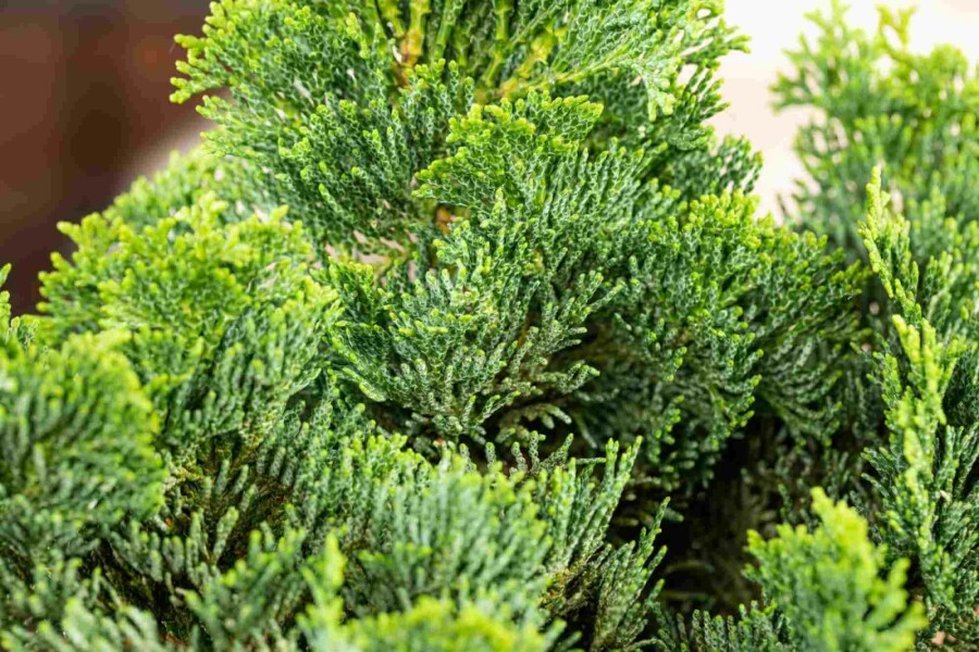 Solcypres Chamaecyparis obtusa 'Nana Gracilis' busk 15-20 potte C2 Chamaecyparis obtusa 'Nana Gracilis' busk 15-20 cm