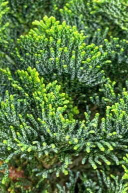 Solcypres Chamaecyparis obtusa 'Nana Gracilis' busk 15-20 potte C2 Chamaecyparis obtusa 'Nana Gracilis' busk 15-20 cm