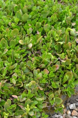 Stenhøjsguldregn Chiastophyllum oppositifolium 5-10 potte P9 Chiastophyllum oppositifolium