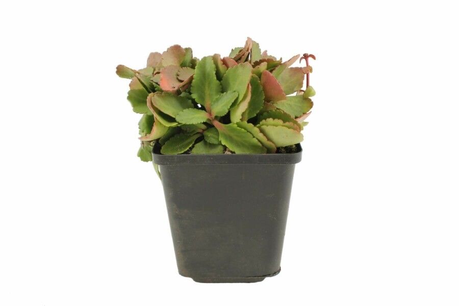 Stenhøjsguldregn Chiastophyllum oppositifolium 5-10 potte P9 Chiastophyllum oppositifolium