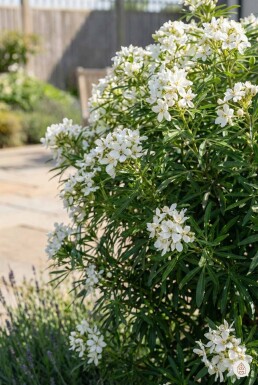 Choisya ternata 'Aztec Pearl' busk 20-30 cm