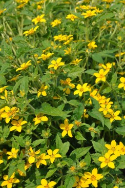 Chrysogonum Chrysogonum virginianum 5-10 potte P9 Chrysogonum virginianum