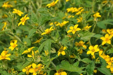 Chrysogonum Chrysogonum virginianum 5-10 potte P9 Chrysogonum virginianum