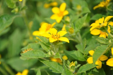 Chrysogonum Chrysogonum virginianum 5-10 potte P9 Chrysogonum virginianum