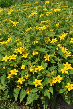 Chrysogonum Chrysogonum virginianum 5-10 potte P9 Chrysogonum virginianum