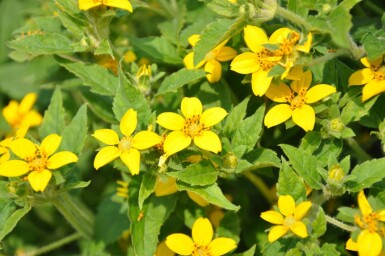 Chrysogonum Chrysogonum virginianum 5-10 potte P9 Chrysogonum virginianum