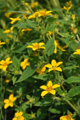 Chrysogonum Chrysogonum virginianum 5-10 potte P9 Chrysogonum virginianum