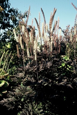 Cimicifuga simplex 'Atropurpurea'