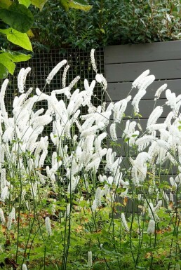 Sølvlys Cimicifuga simplex 'White Pearl' 5-10 potte P9 Cimicifuga simplex 'White Pearl'