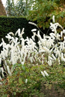 Sølvlys Cimicifuga simplex 'White Pearl' 5-10 potte P9 Cimicifuga simplex 'White Pearl'
