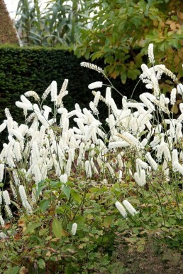 Sølvlys Cimicifuga simplex 'White Pearl' 5-10 potte P9