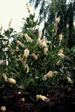 Konvalbusk Clethra alnifolia 'Pink Spire' busk 30-40 potte C3