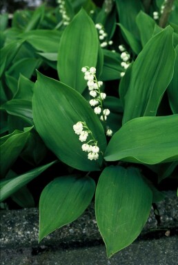 Liljekonval-løg Convallaria majalis 5-10 potte P9 Convallaria majalis