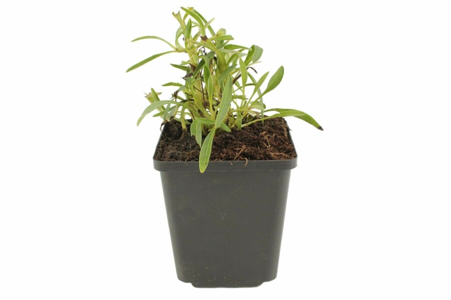 Storblomstret skønhedsøje Coreopsis grandiflora 'Early Sunrise' 5-10 potte P9 Coreopsis grandiflora 'Early Sunrise'