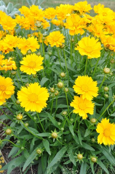 Storblomstret skønhedsøje Coreopsis grandiflora 'Sunray' 5-10 potte P9 Coreopsis grandiflora 'Sunray'
