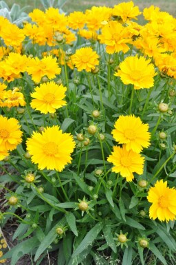 Storblomstret skønhedsøje Coreopsis grandiflora 'Sunray' 5-10 potte P9 Coreopsis grandiflora 'Sunray'