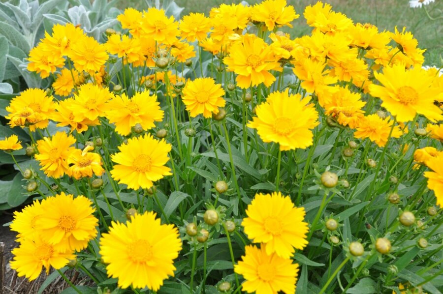 Storblomstret skønhedsøje Coreopsis grandiflora 'Sunray' 5-10 potte P9 Coreopsis grandiflora 'Sunray'