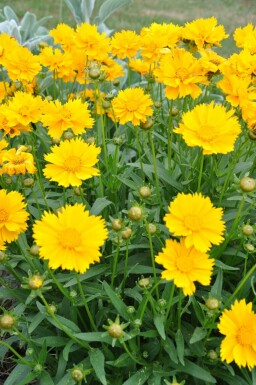 Storblomstret skønhedsøje Coreopsis grandiflora 'Sunray' 5-10 potte P9 Coreopsis grandiflora 'Sunray'